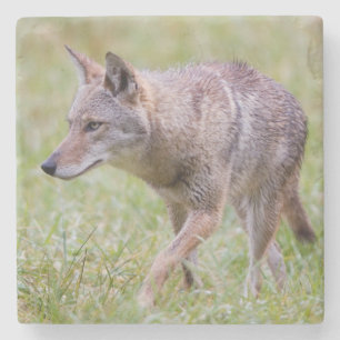 Dessous-de-verre En Pierre Coyote dans un champ, Cades Cove