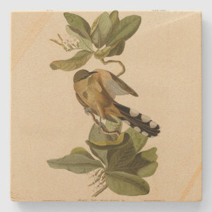 Dessous-de-verre En Pierre Cuckoo de la mangrove des oiseaux d'Amérique d'Aud