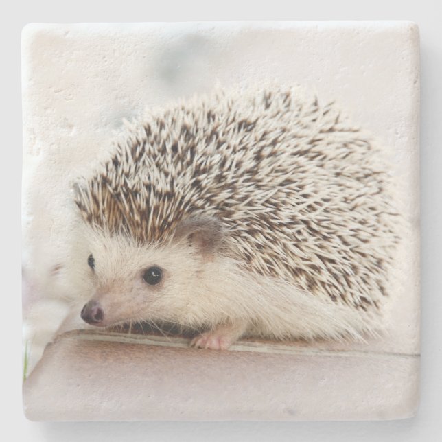 Dessous-de-verre En Pierre Cute Baby Hedgehog Photo (Devant)