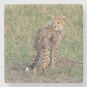 Dessous-de-verre En Pierre Cute Cheetah Cub Regarder En Arrière.