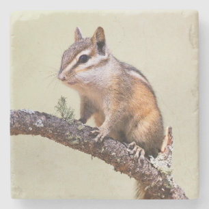 Dessous-de-verre En Pierre Cute et Chubby Chipmunk