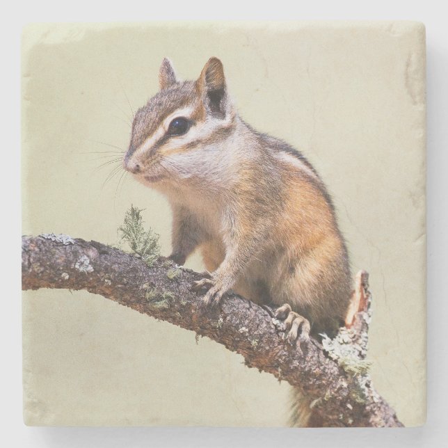 Dessous-de-verre En Pierre Cute et Chubby Chipmunk (Devant)