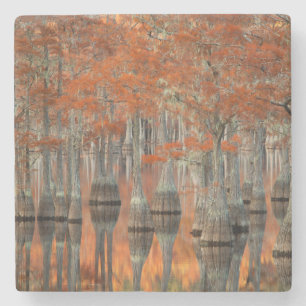 Dessous-de-verre En Pierre Cyprès   George Smith State Park, Géorgie