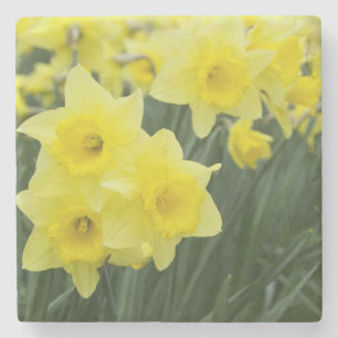 Dessous-de-verre En Pierre Daffodils RF)