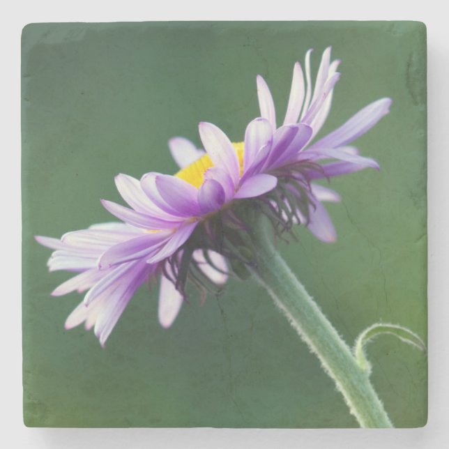 Dessous-de-verre En Pierre Daisy alpin (Devant)
