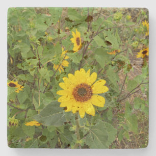 Dessous-de-verre En Pierre Des Fleurs De Soleil Fluent Au Vent, Dessous de ve
