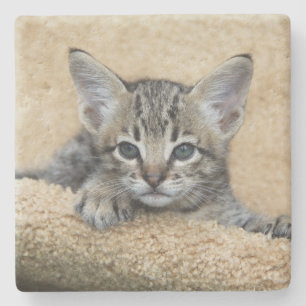 Dessous-de-verre En Pierre Dessous de verre Carré Savannah Cat