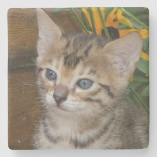 Dessous-de-verre En Pierre Dessous de verre Carré Savannah Cat