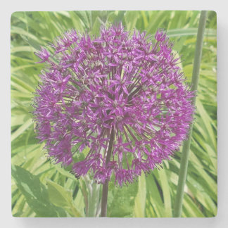 Dessous-de-verre En Pierre Dessous de verre de fleurs Allium géant