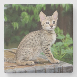 Dessous-de-verre En Pierre Dessous de verre de Savannah Cat
