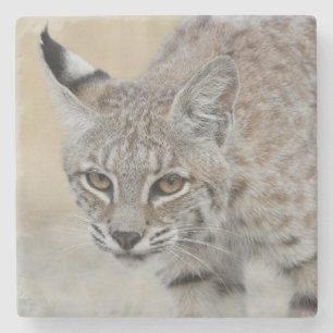 Dessous-de-verre En Pierre Dessous de verre en pierre de Bobcat Portrait