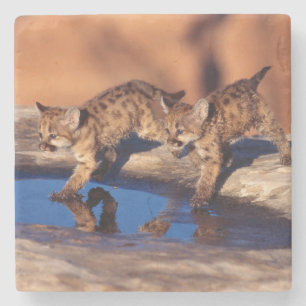 Dessous-de-verre En Pierre Dessous de verre en pierre de CUB de puma