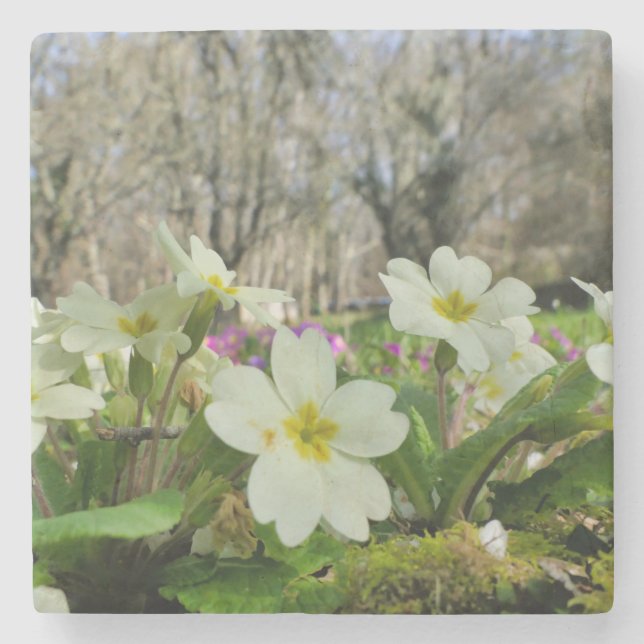 Dessous-de-verre En Pierre Dessous de verre en pierre de Primrose (Devant)