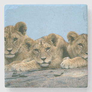 Dessous-de-verre En Pierre Dessous de verre en pierre Lion Cubs