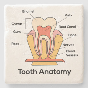 Dessous-de-verre En Pierre Diagramme d'anatomie de dent