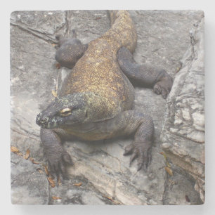 Dessous-de-verre En Pierre Dragon de Komodo sur un rocher ensoleillé