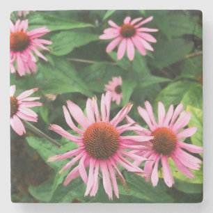 Dessous-de-verre En Pierre Echinacea Purpurea, Confleur pourpre