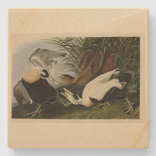 Dessous-de-verre En Pierre Eider Duck, Eider commun, Audubon Birds of America