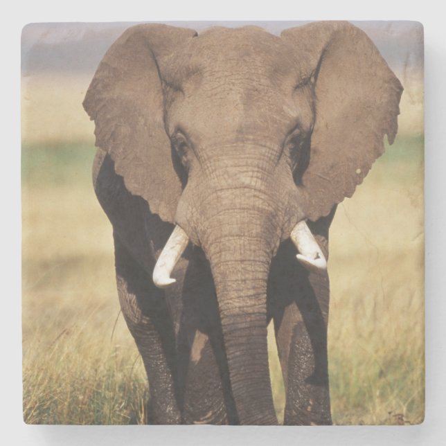 Dessous-de-verre En Pierre Éléphant de savane d'Afrique (Devant)