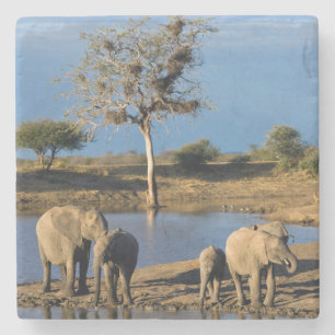 Dessous-de-verre En Pierre Éléphants de savane d'Afrique (Loxodonta Africana)