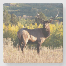 Elk Dessous de verre / Bull Elk dans le Colorado /