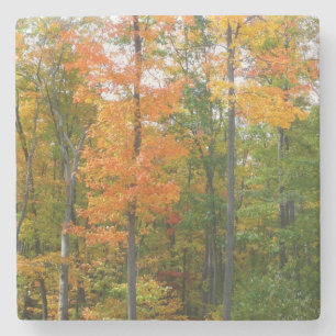 Dessous-de-verre En Pierre Érables en automne Photographie de la nature