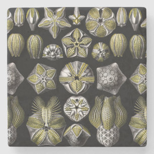 Dessous-de-verre En Pierre Ernst Haeckel Blastoidea