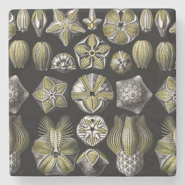 Dessous-de-verre En Pierre Ernst Haeckel Blastoidea (Devant)