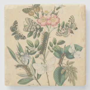 Dessous-de-verre En Pierre Étapes de la vie des papillons par Vision Studio