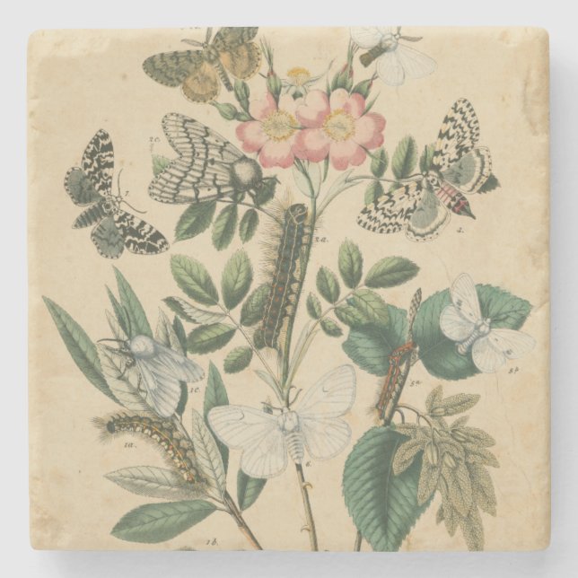 Dessous-de-verre En Pierre Étapes de la vie des papillons par Vision Studio (Devant)