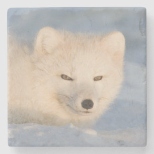 Dessous-de-verre En Pierre États-Unis, Alaska, Fox