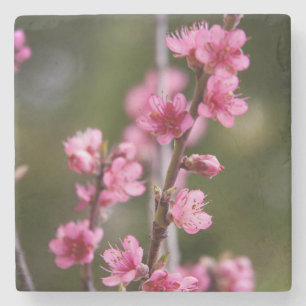 Dessous-de-verre En Pierre États-Unis, Californie. Fleurs roses sur un arbre