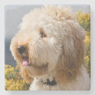 Dessous-de-verre En Pierre États-Unis, Californie. Portrait de Labradoodle 3