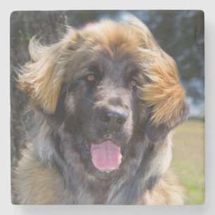 Dessous-de-verre En Pierre États-Unis, Californie. Portrait de Leonberger ass
