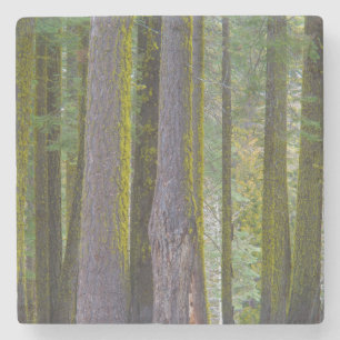 Dessous-de-verre En Pierre États-Unis, Californie. Troncs d'arbres couverts d