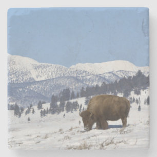 Dessous-de-verre En Pierre États-Unis, WY, Parc national de Yellowstone, Biso