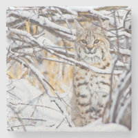 États-Unis, Wyoming, Bobcat
