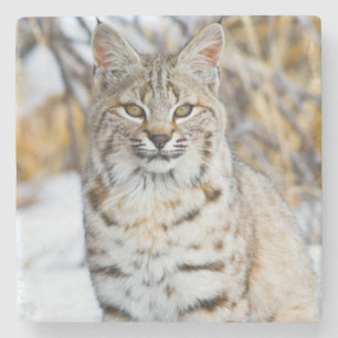 Dessous-de-verre En Pierre États-Unis, Wyoming, Portrait de Lynx roux