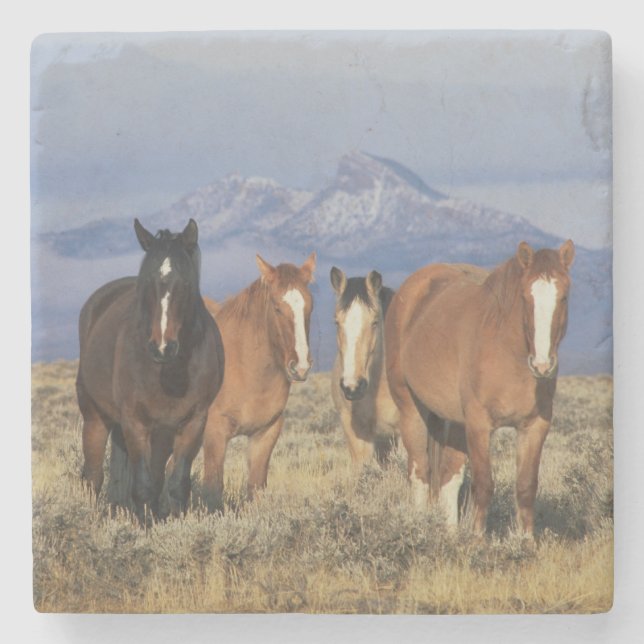 Dessous-de-verre En Pierre États-Unis, Wyoming, près de Cody Group de chevaux (Devant)