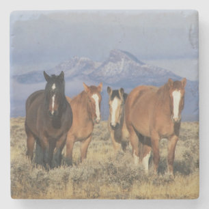 Dessous-de-verre En Pierre États-Unis, Wyoming, près du groupe de chevaux de