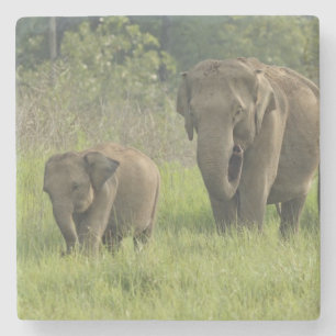 Dessous-de-verre En Pierre Famille d'éléphants indiens