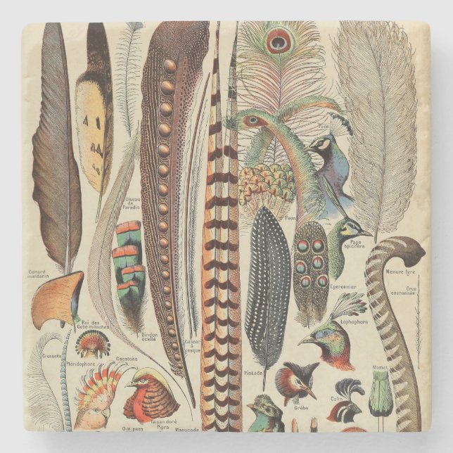 Dessous-de-verre En Pierre Feather Bird Wildlife Plumes d'antiquités (Devant)