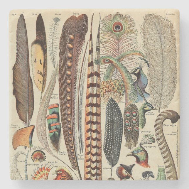 Dessous-de-verre En Pierre Feather Bird Wildlife Plumes d'antiquités (Devant)