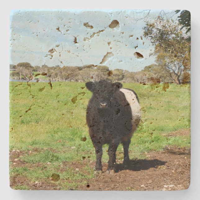Dessous-de-verre En Pierre Female Belted Galloway Cow (Devant)