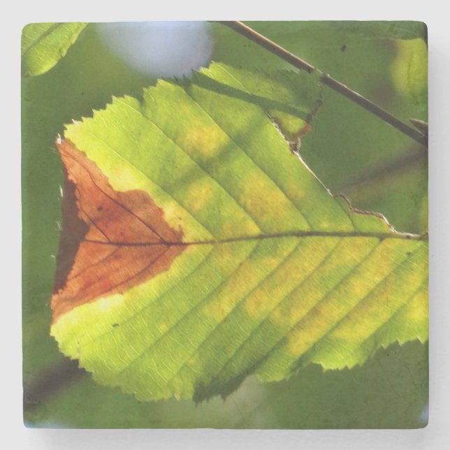 Dessous-de-verre En Pierre Feuille verte d'automne (Devant)