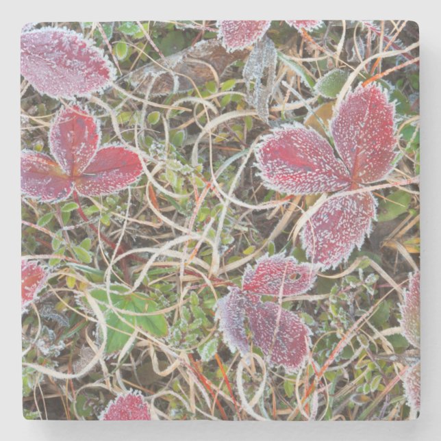 Dessous-de-verre En Pierre Feuilles couvertes de givre, Canada (Devant)