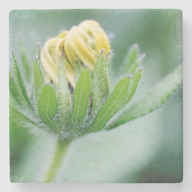 Dessous-de-verre En Pierre Fleur ouverte de l'Echinacea (Devant)