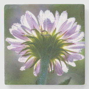Dessous-de-verre En Pierre Fleur sauvage violette rétro-éclairée avec des gou