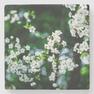Dessous-de-verre En Pierre Fleurs de cerisiers blancs Feuilles verts