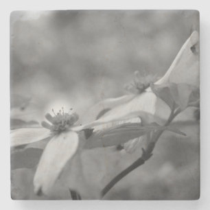 Dessous-de-verre En Pierre Fleurs De Dogwood En Noir Et Blanc